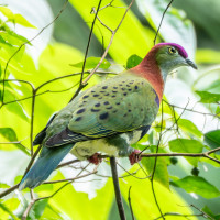 Superb Fruit-Dove